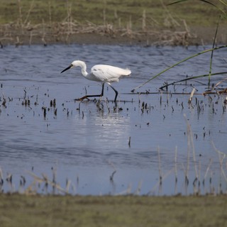 Little Egret Foraging in Flooded Rice Field Wetlands