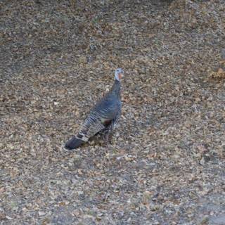 Tranquil Turkey at Carmel Valley Ranch