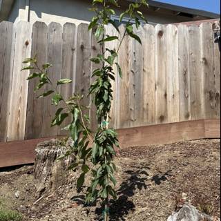 Growing Resilience