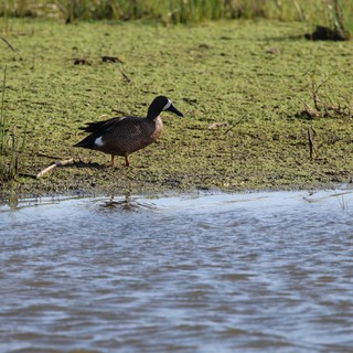Blue-winged Teal Duck in Wetland Habitat