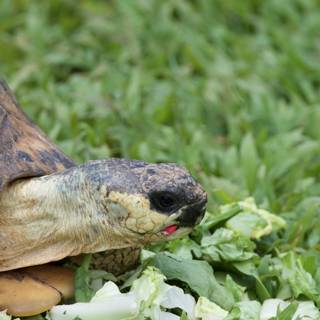 Grazing Tortoise at Honolulu Zoo