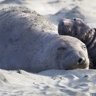 Elephant Seal Mother and Pup Resting on Sandy Beach