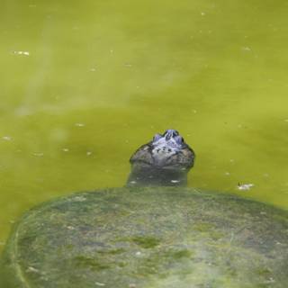 Serene Gaze: Turtle in the Pond