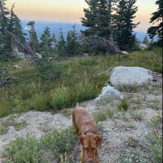 Canine Adventure in Desolation Wilderness