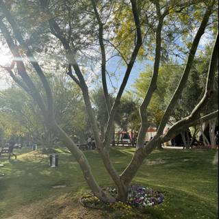 Sun-Kissed Serenity at Empire Polo Club