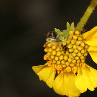 Busy Bee on a Daisy
