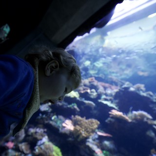 Child Mesmerized by Coral Reef at Aquarium