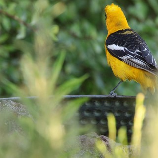 Hooded Oriole Perched on Wire in Natural Setting