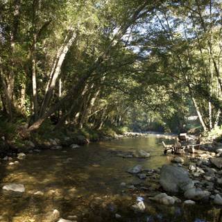 Serenade of the Wilderness: A Creek in Big Sur