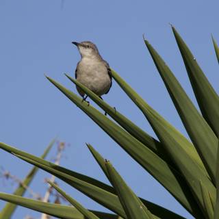 Sparrow's Perch Atop Palm