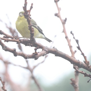 Yellow Finch Perched on Bare Winter Branch
