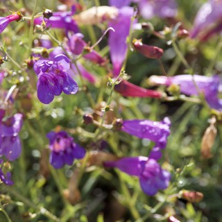 Purple Penstemon Wildflowers Blooming on Mount Diablo