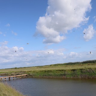 Birds in Flight Over Yolo Bypass Wetlands Marsh