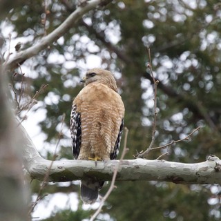 Red-Shouldered Hawk Perched on Birch Branch