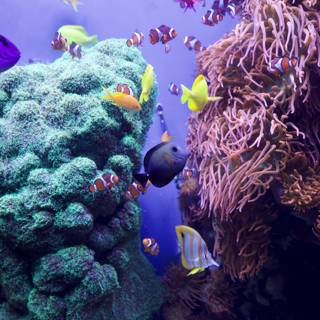Vibrant Marine Life at Monterey Bay Aquarium, 2023