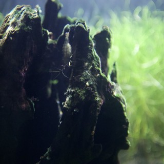 aquarium or aquascaping tank