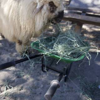 A Sheep's Simple Feast