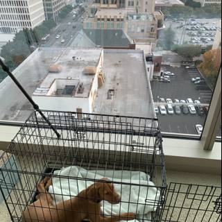 City Life in a Cage