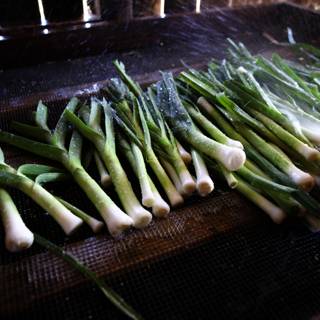 Freshly Harvested Green Onions