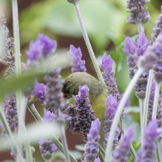 Lavender Encounter