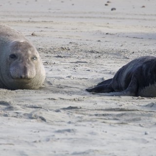 Northern Elephant Seals Resting on Sandy Beach