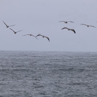 Pelicans Gliding Over Stormy Ocean Waters