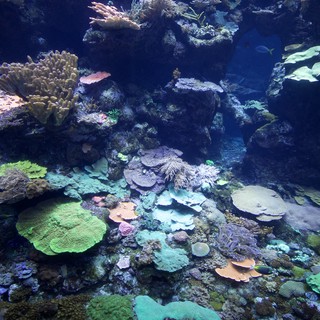 Vibrant Coral Reef Ecosystem Display in Aquarium