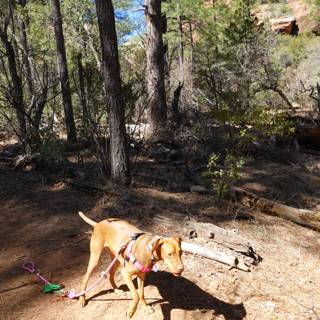 A Canine Hike Through the Coconino Grove