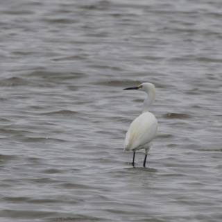 Majestic Presence in San Pablo Bay