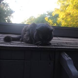 The Watchful Black Cat on the Rooftop