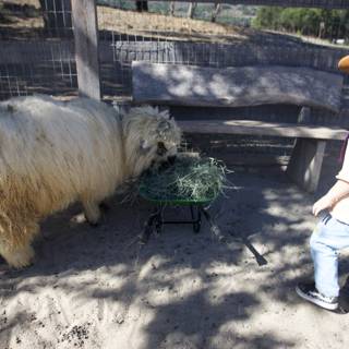 Curious Encounter at Carmel Valley Ranch
