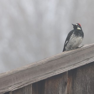 Acorn Woodpecker Perched on Weathered Fence