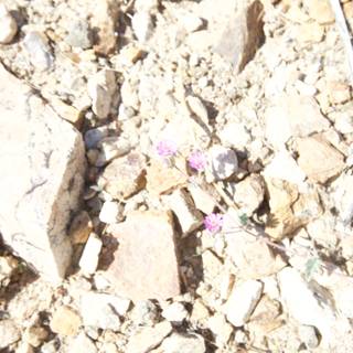 A Lone Flower in the Desert Rubble
