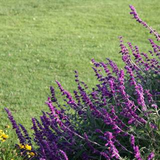 Purple Snapdragons in the Wild Grass