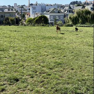 Horse and Dog in the Alamo Square Field