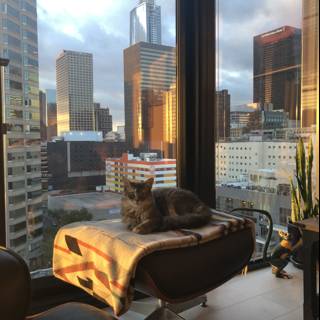 City Cat Nap
