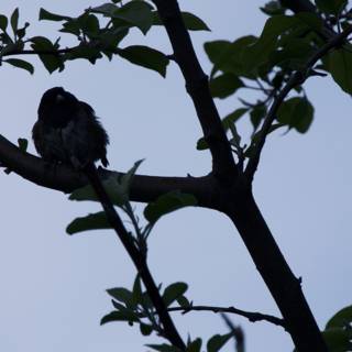 Resting Silhouette