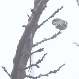 Small Bird Perched on Winter Branch in Soft Light