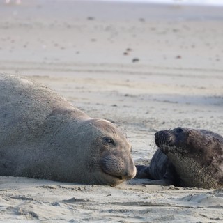 Elephant Seal Mother and Pup Resting on Beach