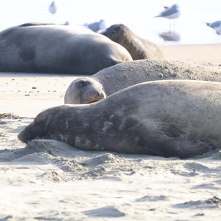 Elephant Seals Resting on Sandy Beach at Drakes Beach