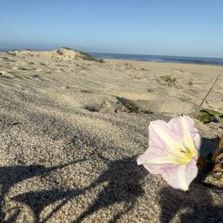 Tranquil Beauty at Oxnard Beach
