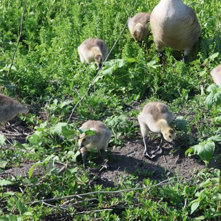 Canada Goose Family Foraging in Green Meadow