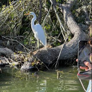 Snapshot of an Egret on a Tree Branch