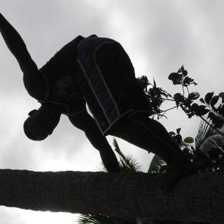 Silhouette of a Man Climbing a Palm Tree