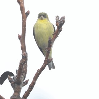 American Goldfinch Perched on Bare Winter Branch