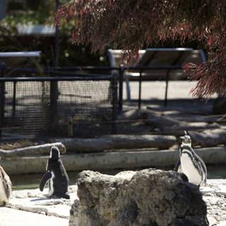 Assembly of Penguins at the SF Zoo