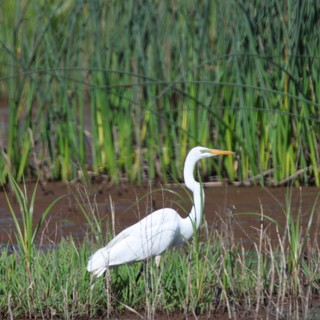 Great Egret Hunting in Flooded Rice Field