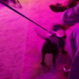 Pupper on a Purple Stroll