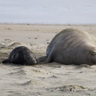 Northern Elephant Seal Mother and Newborn Pup Resting