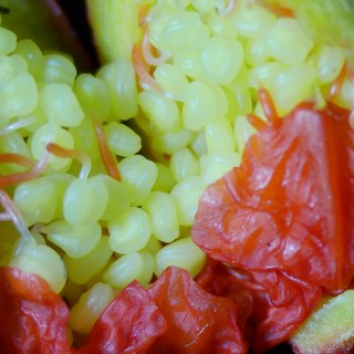 Unripe Pomegranate Seeds in Stunning Macro Detail